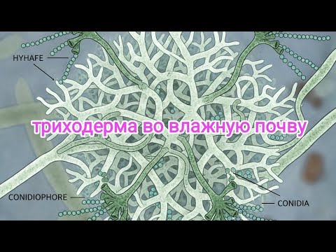 Видео: Обработка триходермином, листового опада и органических отходов
