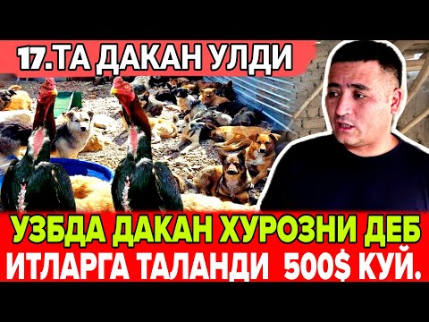 Видео: ПАРВОЗЛАР УЧУН ДАХШАТЛИ ШУМ ХАБАР ДАКАН ХУРОЗНИ ДЕБ ИТЛАРГА ТАЛАНГАН БИЛОГИР!