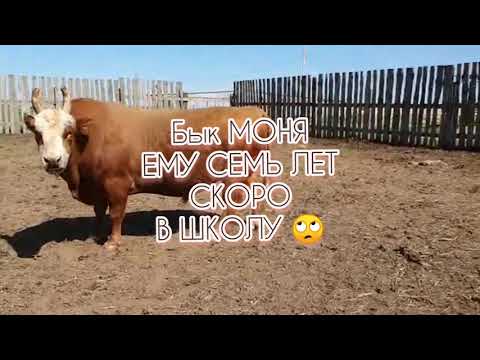 Видео: ВОТ КАКИХ БЫКОВ НАДО ДЕРЖАТЬ. КАЛМЫЦКОЙ ПОРОДЫ/БЫК МОНЯ СЕМЬ СЕМЬ ЛЕТ И ТЁЛОЧКИ