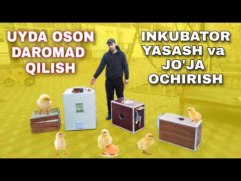 Видео: МАНА СИЗГА БИЗНЕС УЙ ШАРОЙИТИДА ИНКУБАТОР БИЗНЕСИ🔥📞994329358 INKUBATOR YASASH VA JOJA OCHIRISH🐣🐥💸💰