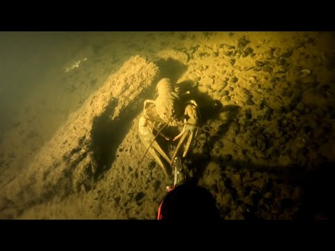 Видео: Подводная охота нашёл большие рога древнего бизона