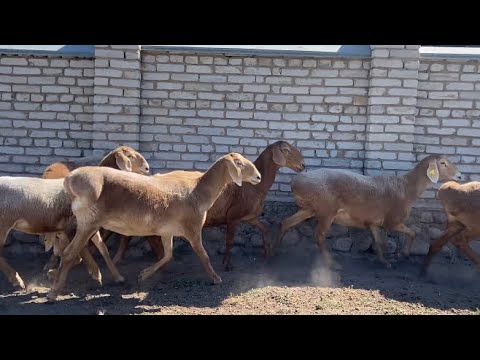 Видео: Жолан атамыздын шаруашылыгы +7 (701) 480-89-75 Меркі ауданы