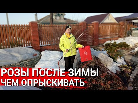 Видео: РОЗЫ ПОСЛЕ ЗИМЫ - чем опрыскивать