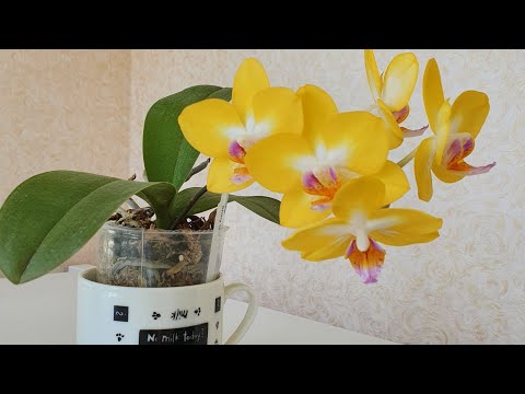 Видео: Пересадка Орхидеи"Сладкая Девочка"(phal.Yuanshuai Sweet Girl) из мха