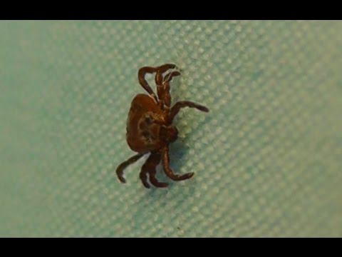 Видео: Большой тест №3 средства от клещей и других вредителей  Медилис ципер