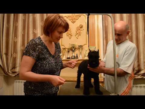 Видео: Как крутить ушки ризеншнауцеру