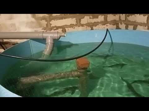 Видео: Мини осетровое УЗВ выгодно или нет?