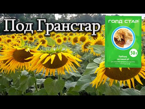Видео: "Выращиваем подсолнух под Гранстар (Экспресс)" / Устойчив к заразихе 7рас / от Посева до Уборки