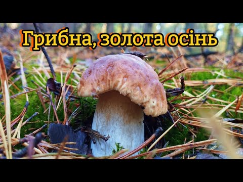 Видео: 12.10.2024 Гриби ростуть на старих місцях. Золота осінь в лісі boletus mushroom грибы porcini grzyby