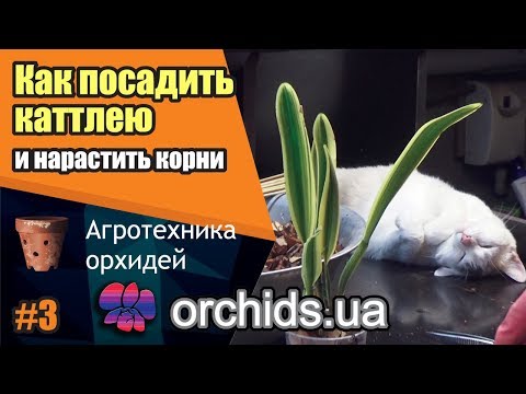 Видео: Как посадить каттлею (Cattleya). Как нарастить корни.