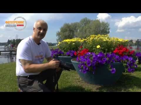 Видео: Как фотографировать цветы