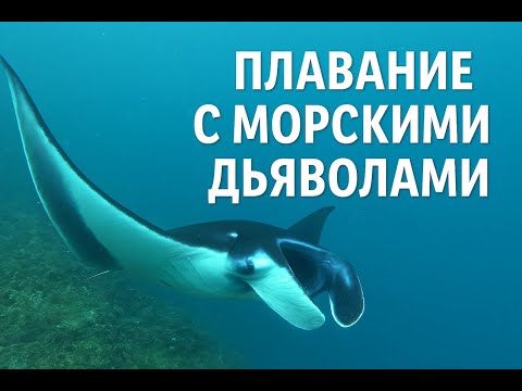 Видео: Плавание с морскими дьяволами |  Снорклинг  нуса пенида манты