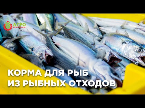 Видео: Производство кормов для рыбы из рыбных отходов