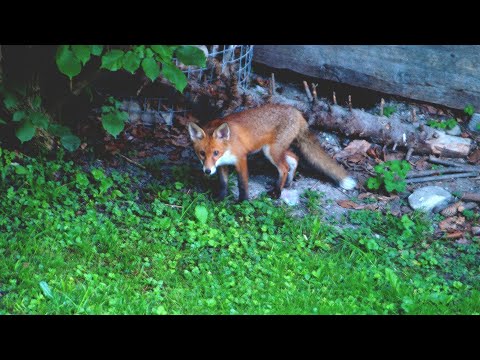 Видео: Осторожный Лис вышел на охоту... ) 🦊🐾