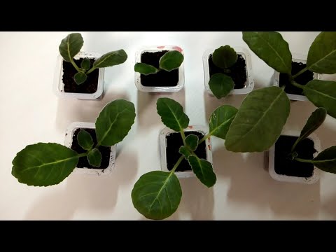 Видео: Глоксиния, работа с пасынками, часть 2