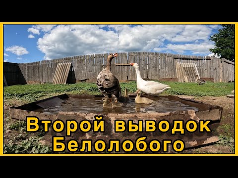 Видео: Разведение подсадных (манных) гусей.