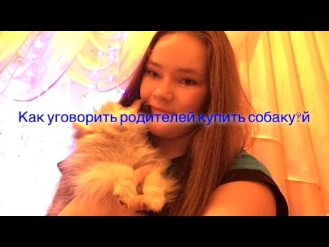 Видео: Как уговорить родителей купить собаку?