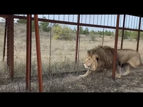 Видео: Лев Олежка крадется ! Никто его не видит !