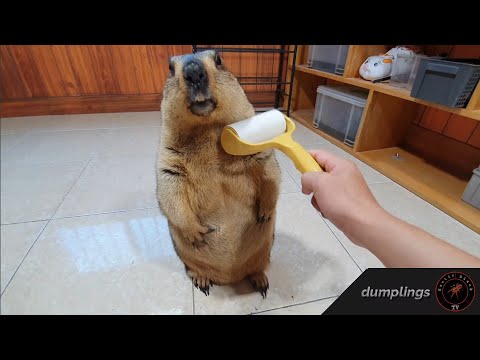 Видео: Я убедил толстого сурка использовать перьевой валик.