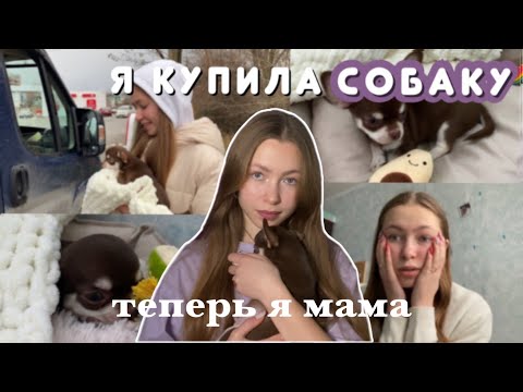 Видео: Я КУПИЛА СОБАКУ / первые дни ЧИХУАХУА дома / самое милое видео☺️