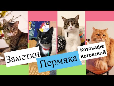 Видео: Заметки Пермяка - Котокафе "Котовский" (Пермь)