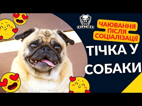Видео: 🇺🇦ТІЧКА У СОБАКИ: МІФИ ТА РЕАЛЬНІСТЬ