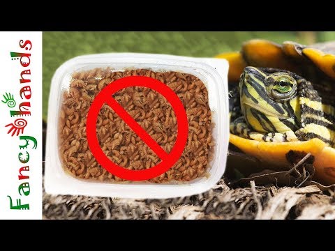 Видео: Почему НЕЛЬЗЯ давать ГАММАРУС черепахе.  ВРЕД или ПОЛЬЗА