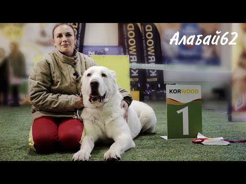 Видео: "Алабай62" | Чемпионата Мира 2022 "Золотой Орден UFBA CUPA"