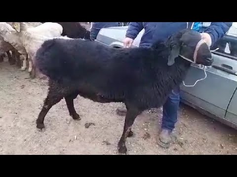 Видео: ШЫМКЕНТ МАЛ БАЗАР 2020 ЖЫЛ 25-ҚАРАША ҚОШҚАРЛАР🐏, ҚОЙЛАР🐑 ЕШКІЛЕР, ҚОЗЫЛАР, ЛАҚТАР,