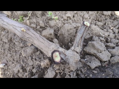 Видео: Заморозки повредили виноград, что делать