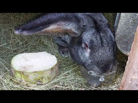 Видео: вот теперь показал вам всех))