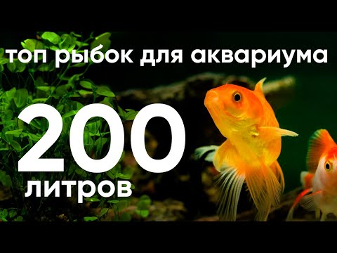 Видео: Топ рыбок для аквариума 200 литров