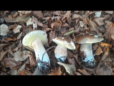 Видео: 01.11. А Ми Гриби Ще Носим й Носим, Хоча на Дворі - Пізня Осінь.