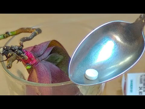 Видео: ЭТИ ТАБЛЕТКИ орхидеи СПАСЛИ! корни ОЖИЛИ! листья НЕ ЖЕЛТЕЮТ! поливать МОЖНО любые орхидеи!