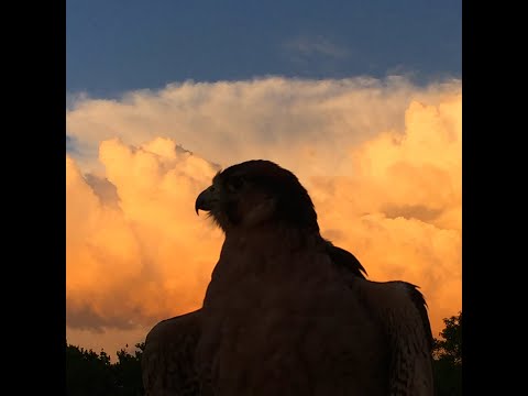 Видео: Соколиная охота: выращенные в неволе против диких хищных птиц #соколинаяохота
