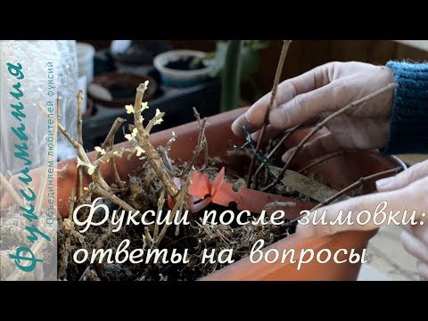 Видео: Фуксии после зимовки: ответы на вопросы