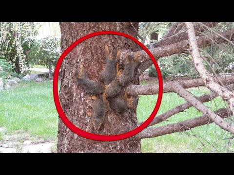 Видео: Это Невозможно! То что Они Нашли в Этом Дереве Шокировало Весь Мир!