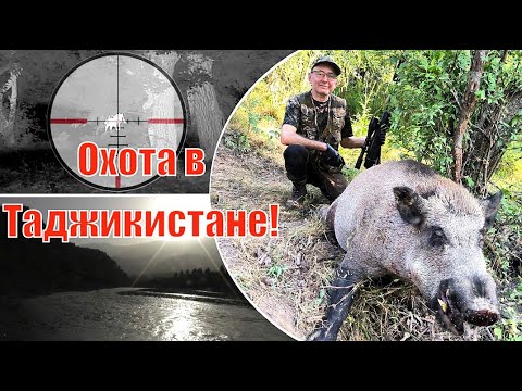Видео: Охота в горах Таджикистана 2025 🐗: 6 дней в поисках дикого кабана; Tajikistan Wild Boar Hunting