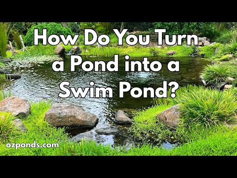Видео: Как превратить пруд в место для купания. Что нужно знать?