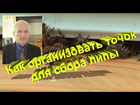 Видео: Профессор Кашковский про пасеку для сбора липы