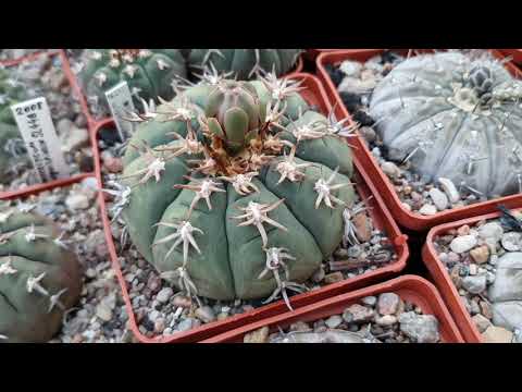 Видео: Кактусы. Gymnocalycium Дмитрия Самогородского 2021