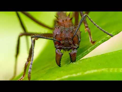 Видео: Эти существа с Острыми Челюстями скрываются в густых джунглях Амазонки - МУРАВЬИ ЛИСТОРЕЗЫ!