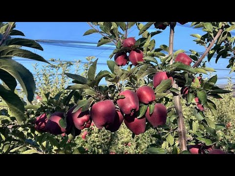 Видео: Карлик Алма бактар 