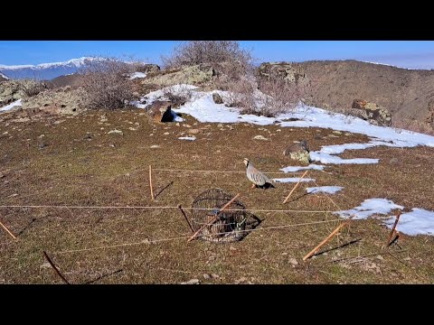 Видео: шикори алов