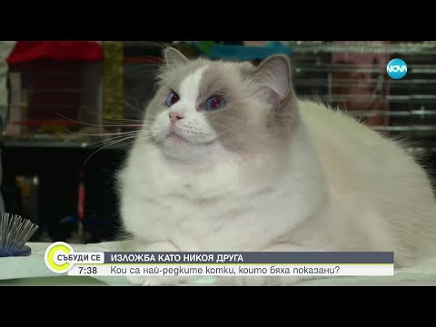 Видео: Показват редки котки на изложба в София