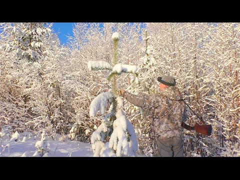 Видео: ИЩУ ГЛУХАРЯ ПО СЛЕДАМ / ТАЙГУ НАКРЫЛО СНЕГОМ / ВСЁ ЖИВОЕ В ЛЕСУ ЗАТАИЛОСЬ / ОХОТА НА БОРОВУЮ ПТИЦУ.