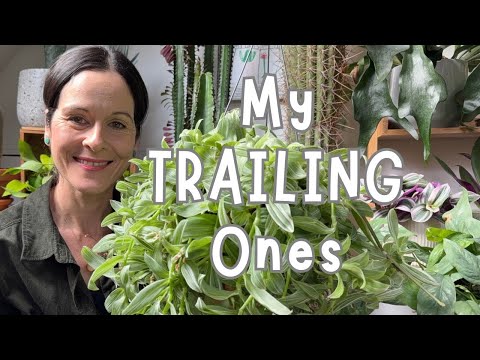Видео: Мои любимые вьющиеся растения на данный момент 🌱