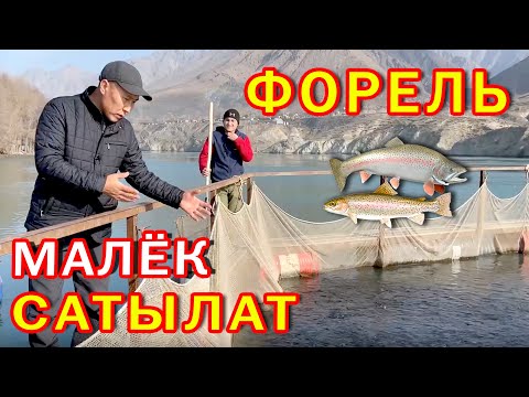 Видео: Балык чарбасында ФОРЕЛЬ МАЛЁКТОРУ сатылат