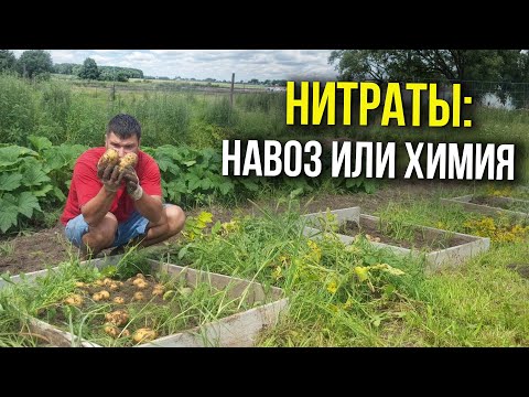 Видео: СКОЛЬКО НИТРАТОВ В КАРТОФЕЛЕ ОТ НАВОЗА И МИНЕРАЛЬНЫХ УДОБРЕНИЙ! ОТ ЧЕГО БОЛЬШЕ ВЫРАСТАЕТ КАРТОФЕЛЯ