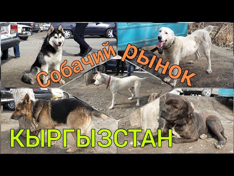 Видео: ИТ базарды ИЛИП өт!  ИТ баасын БИЛИП өт!  |  Хаски, Алабай, Авчерка, Кыргыз дөбөт